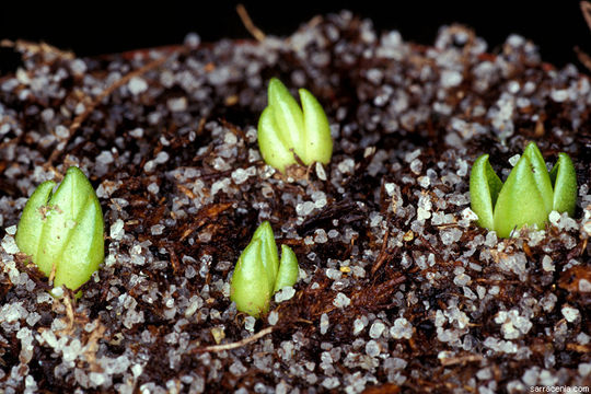 Imagem de Pinguicula corsica Bernard & Gren.