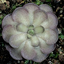 Image of Pinguicula cyclosecta Casper