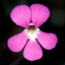 Imagem de Pinguicula ehlersiae F. Speta & F. Fuchs