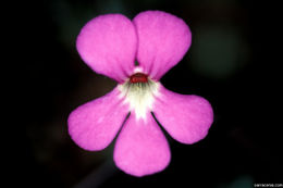 Image of Pinguicula ehlersiae F. Speta & F. Fuchs