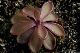 Image of Pinguicula emarginata S. Z. Ruiz & J. Rzedowski