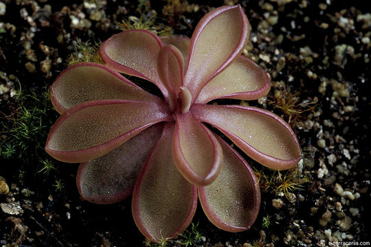 Plancia ëd Pinguicula emarginata S. Z. Ruiz & J. Rzedowski