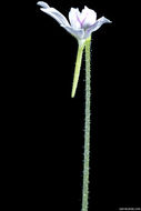 Image of Pinguicula emarginata S. Z. Ruiz & J. Rzedowski