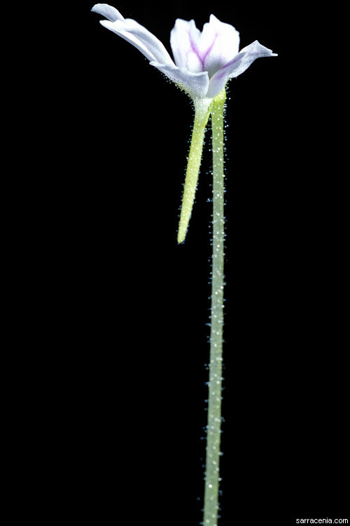 Image of Pinguicula emarginata S. Z. Ruiz & J. Rzedowski