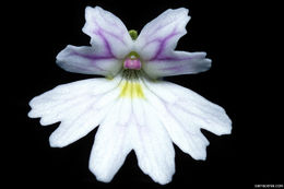 Image of Pinguicula emarginata S. Z. Ruiz & J. Rzedowski