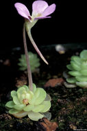 Image of Pinguicula esseriana B. Kirchner