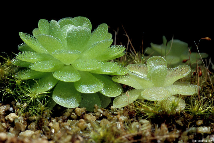 Image of Pinguicula esseriana B. Kirchner