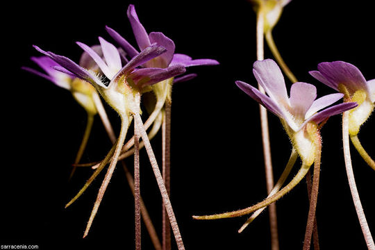 Plancia ëd Pinguicula esseriana B. Kirchner