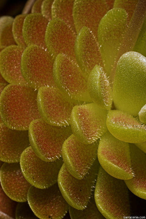 Imagem de Pinguicula esseriana B. Kirchner