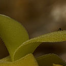 Image de Pinguicula gigantea H. Luhrs