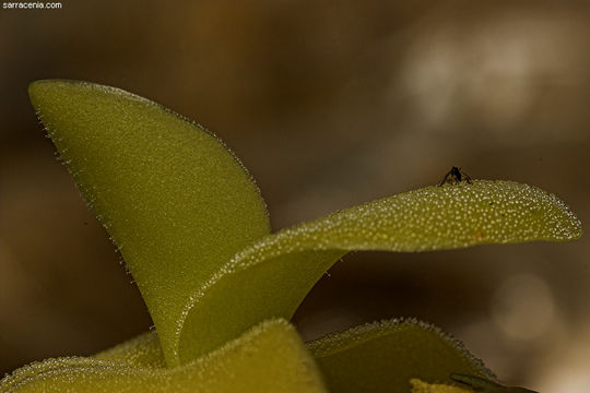 Image of Pinguicula gigantea H. Luhrs