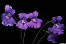 Image of Large-flowered Butterwort