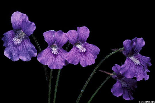 صورة Pinguicula grandiflora Lam.