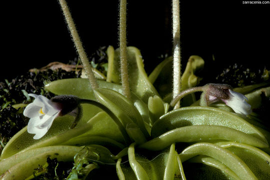 Image of violet butterwort