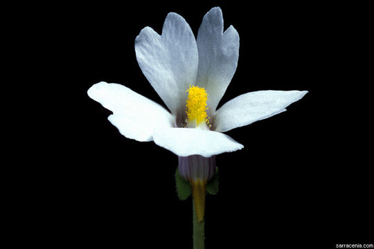 Image of violet butterwort