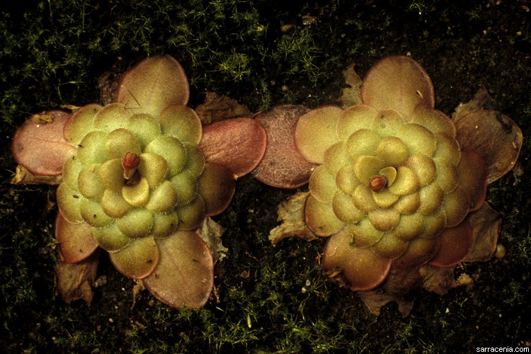 Sivun Pinguicula laueana F. Speta & F. Fuchs kuva