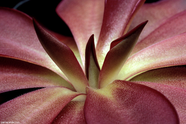 Image of Pinguicula laueana F. Speta & F. Fuchs