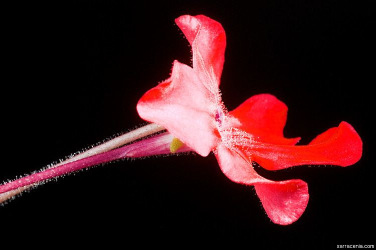 Image of Pinguicula laueana F. Speta & F. Fuchs