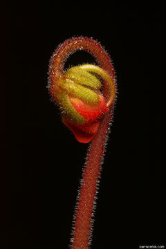 Image of Pinguicula laueana F. Speta & F. Fuchs