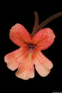 Image of Pinguicula laueana F. Speta & F. Fuchs