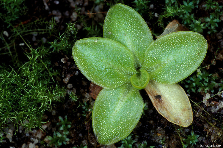 Imagem de Pinguicula leptoceras Rchb.