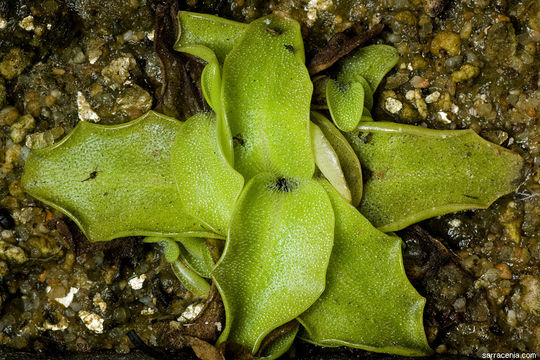 Image of <i>Pinguicula longifolia</i> ssp. <i>caussensis</i>