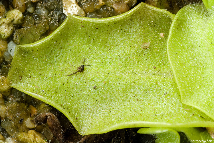 Image of <i>Pinguicula longifolia</i> ssp. <i>caussensis</i>