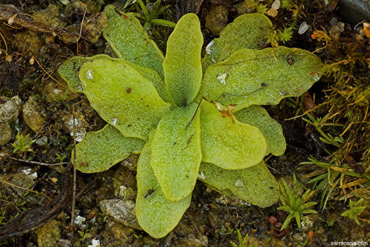 Plancia ëd <i>Pinguicula longifolia</i> ssp. <i>caussensis</i>