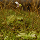 Image of Pinguicula lusitanica L.