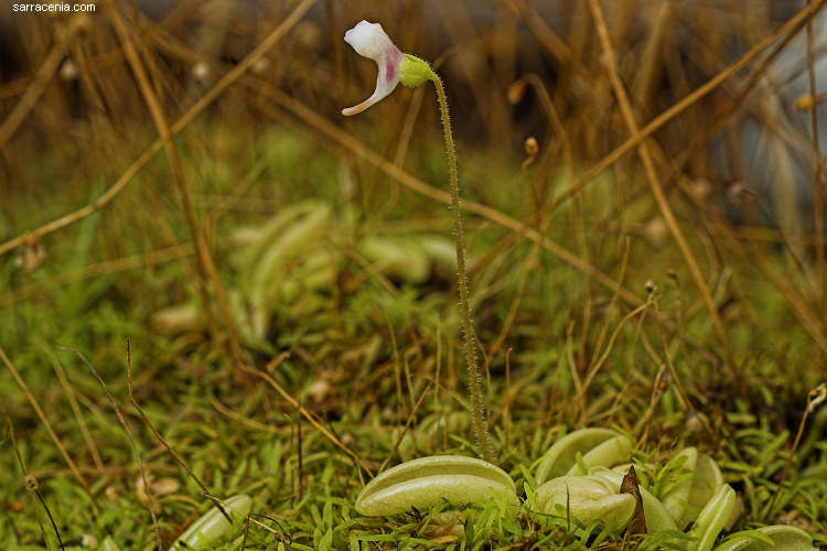 Image of Pinguicula lusitanica L.