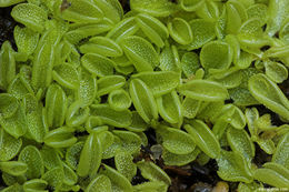 Image of Pinguicula lusitanica L.