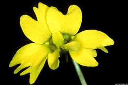 Image of yellow butterwort