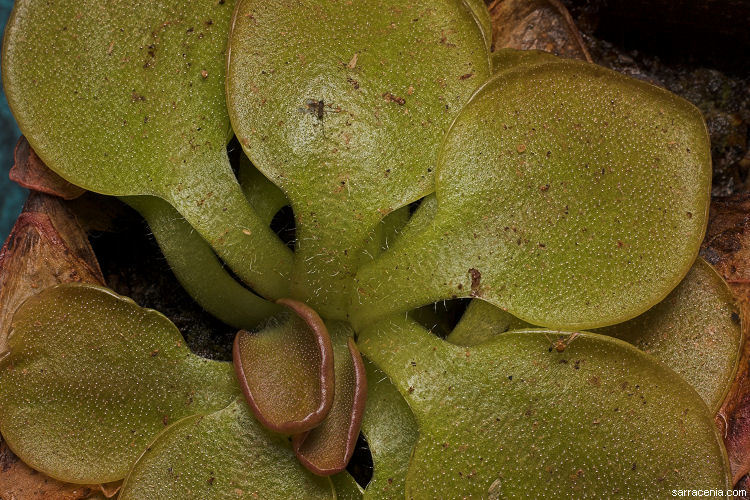 Imagem de Pinguicula macrophylla Kunth