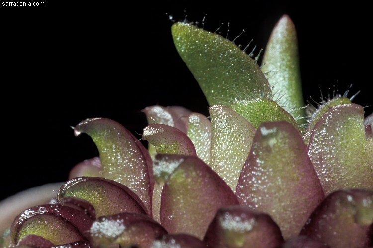 Plancia ëd Pinguicula moranensis Kunth