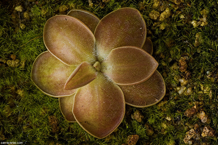 Plancia ëd Pinguicula moranensis Kunth