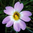 Image of southern butterwort