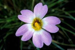 Image of southern butterwort