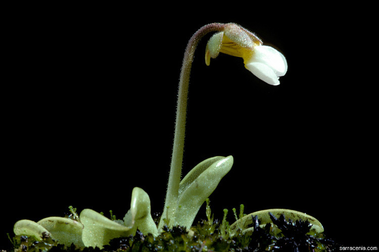 Image of southern butterwort