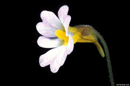 Image of southern butterwort