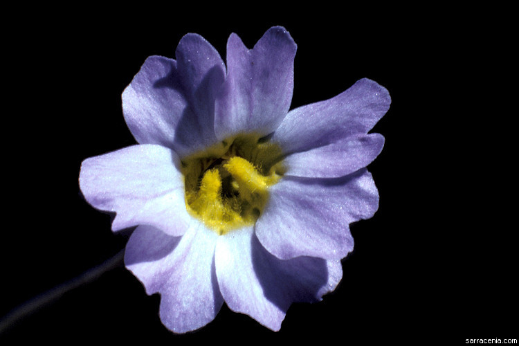 Image of southern butterwort