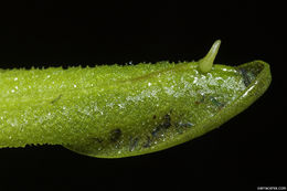 Image of southern butterwort