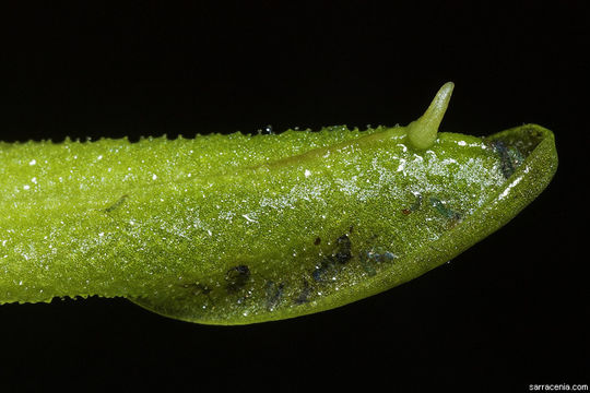 Plancia ëd Pinguicula primuliflora C. E. Wood & Godfrey