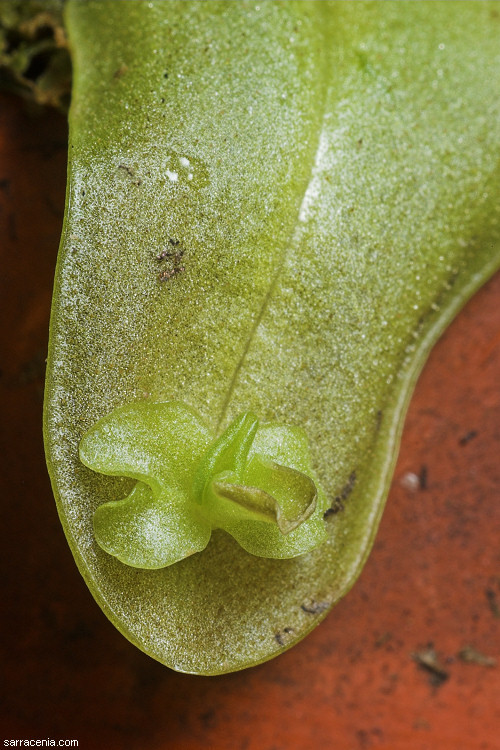 Image of southern butterwort