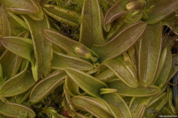 Image of southern butterwort