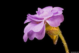 Image of southern butterwort