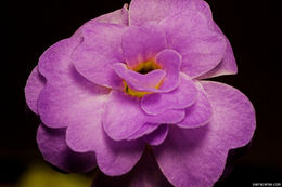 Image of southern butterwort