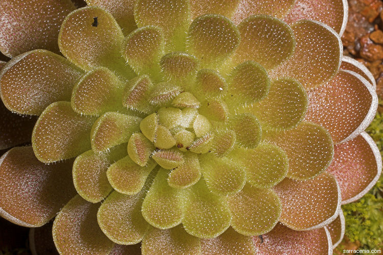 Image of Pinguicula debbertiana F. Speta & F. Fuchs