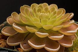 Image of Pinguicula debbertiana F. Speta & F. Fuchs