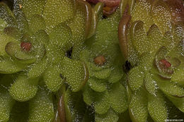 Image of Pinguicula gracilis S. Zamudio