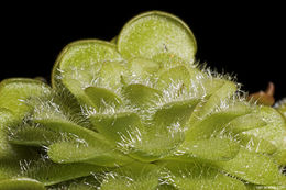 Image of Pinguicula gracilis S. Zamudio